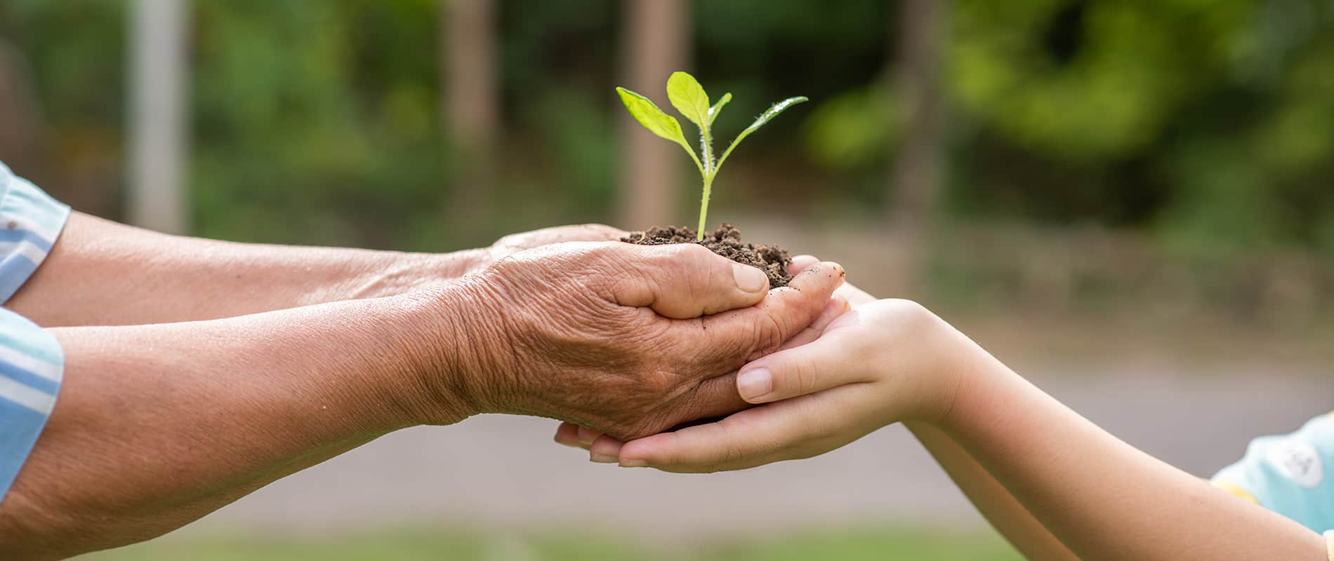 Green burial in California